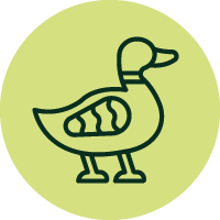 Ente Icon