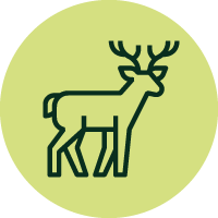 Hirsch Icon