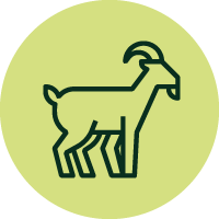 Ziege Icon