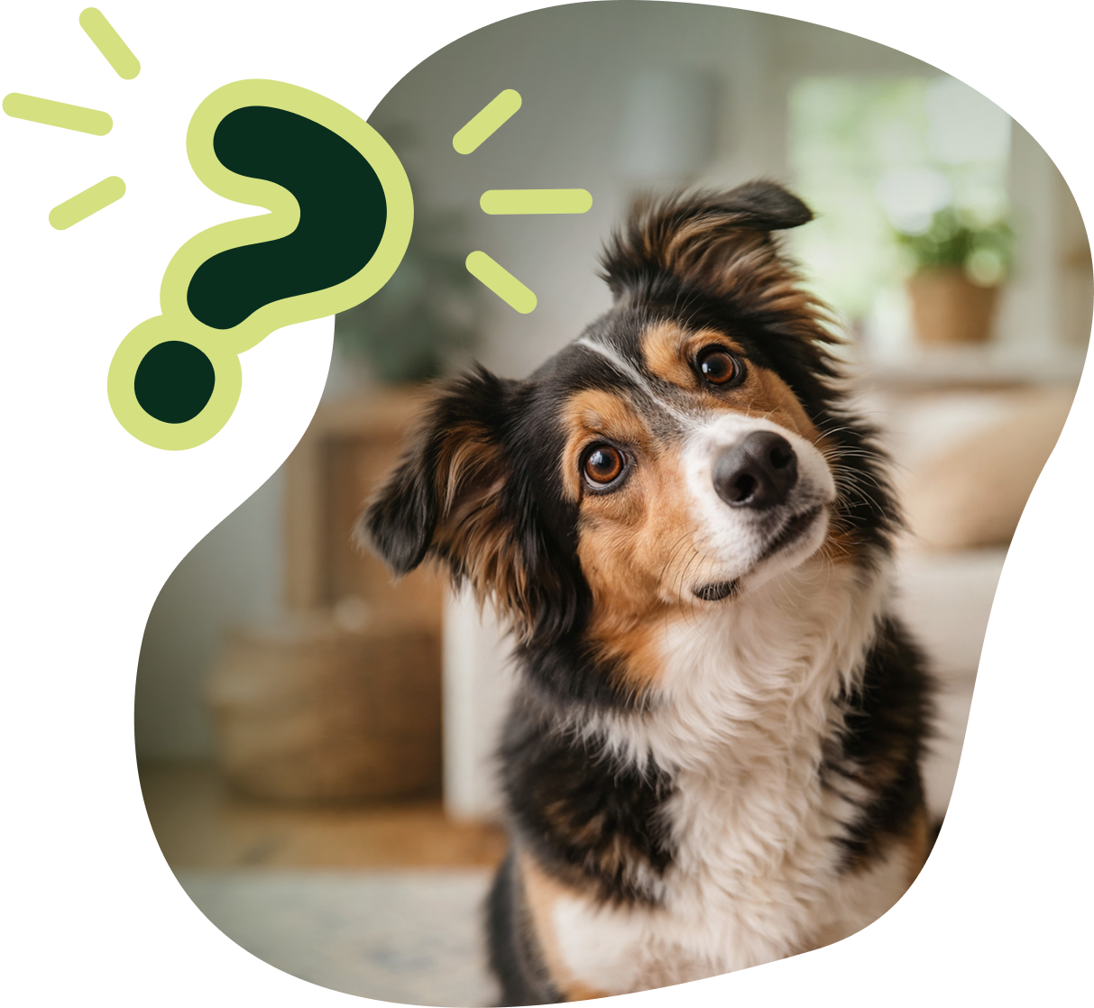 fragender Hund mit Fragezeichen Icon